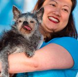 Hässlichster Hund der Welt