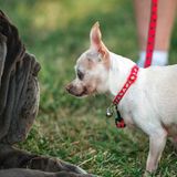 Hässlichster Hund der Welt