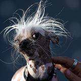 Hässlichster Hund der Welt