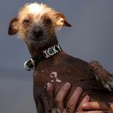 Hässlichster Hund der Welt