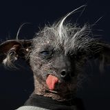 Hässlichster Hund der Welt