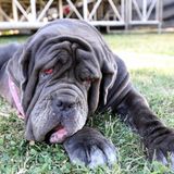 Hässlichster Hund der Welt