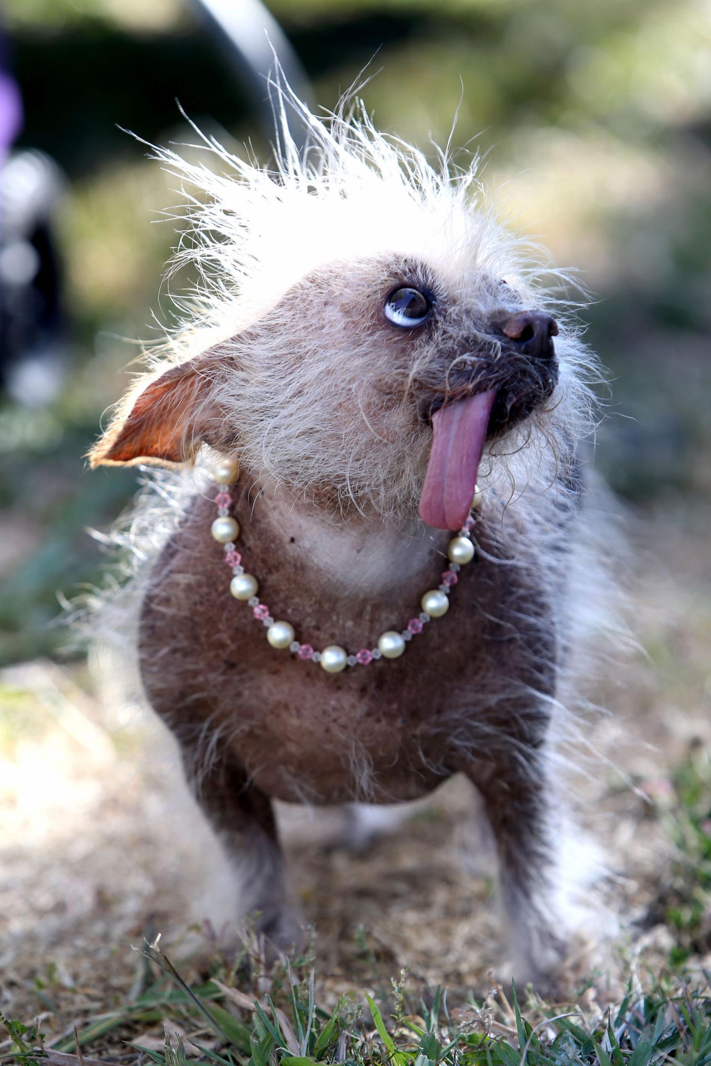 Hässlichster Hund der Welt Hässlichster Hund der Welt