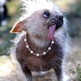 Hässlichster Hund der Welt