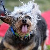 Hässlichster Hund der Welt