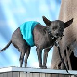 Hässlichster Hund der Welt