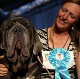 Hässlichster Hund der Welt