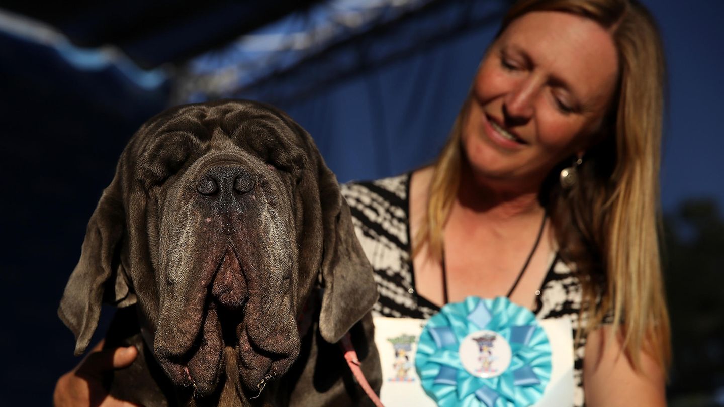Hässlichster Hund der Welt