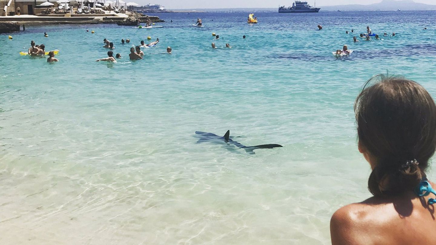Dieser Blauhai versetzte Badegäste auf Mallorca in Panik