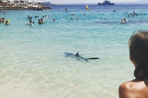 Dieser Blauhai versetzte Badegäste auf Mallorca in Panik