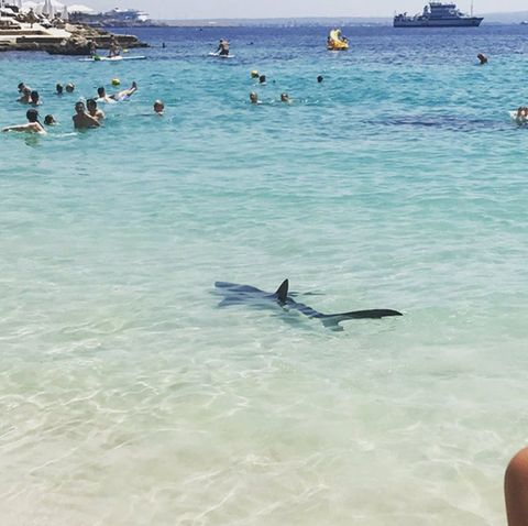 Dieser Blauhai versetzte Badegäste auf Mallorca in Panik