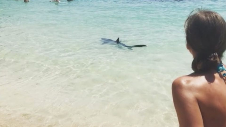 Toter Raubfisch: Zwei Meter langer Hai auf Mallorca am Strand gefunden