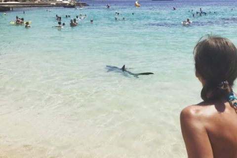 Hai-Alarm auf Mallorca: Hier flüchten die Badenden vor dem Raubfisch