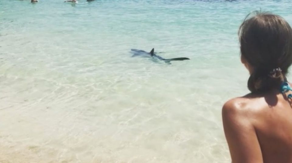 Hai-Alarm auf Mallorca: Hier flüchten die Badenden vor dem Raubfisch Hai-Alarm auf Mallorca: Hier flüchten die Badenden vor dem Raubfisch