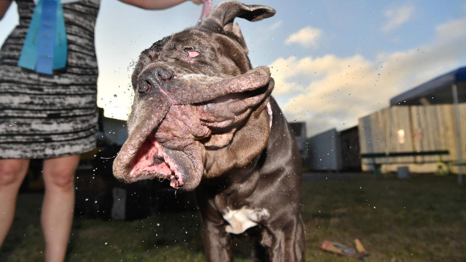 Bühne frei für Martha, den offiziell hässlichsten Hund der Welt Bühne frei für Martha, den offiziell hässlichsten Hund der Welt