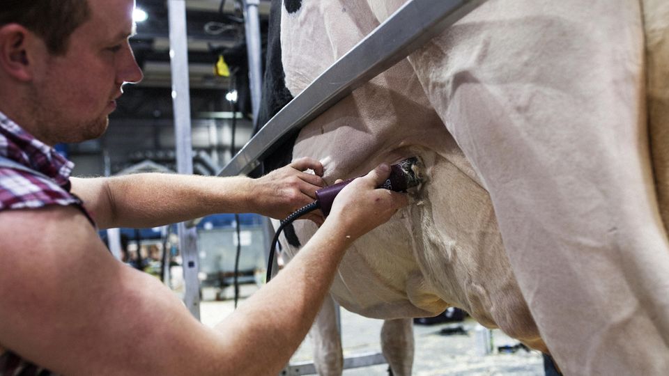 Landwirtschaft : Cow-Fitter Pat Lundy, eigens eingeflogen aus den USA, rasiert Lady Gagas Euter Cow-Fitter Pat Lundy, eigens eingeflogen aus den USA, rasiert Lady Gagas Euter