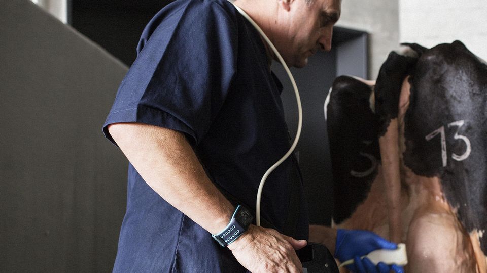 Landwirtschaft : Sicher ist sicher: Euter-Check per Ultraschall. Nur Milch drin. Alles in Ordnung Sicher ist sicher: Euter-Check per Ultraschall. Nur Milch drin. Alles in Ordnung