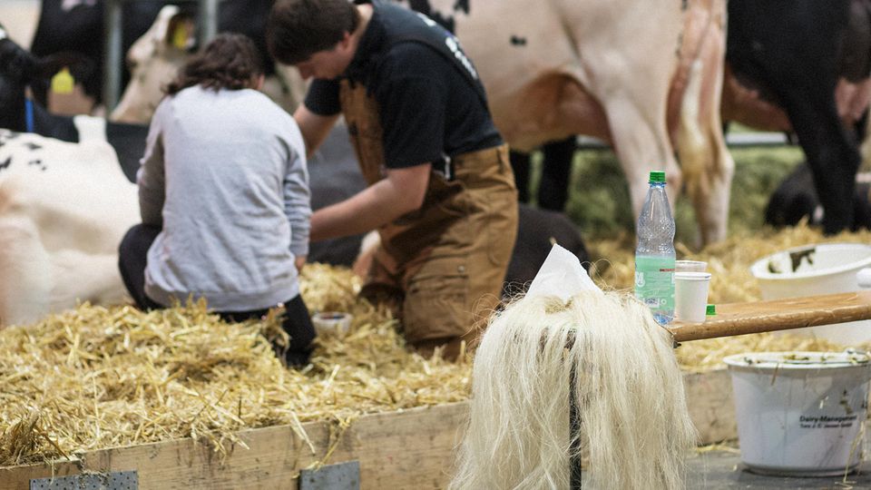 Landwirtschaft : Merke: Der Einsatz einer Fremdhaar-Schwanzquaste ist grundsätzlich statthaft Merke: Der Einsatz einer Fremdhaar-Schwanzquaste ist grundsätzlich statthaft