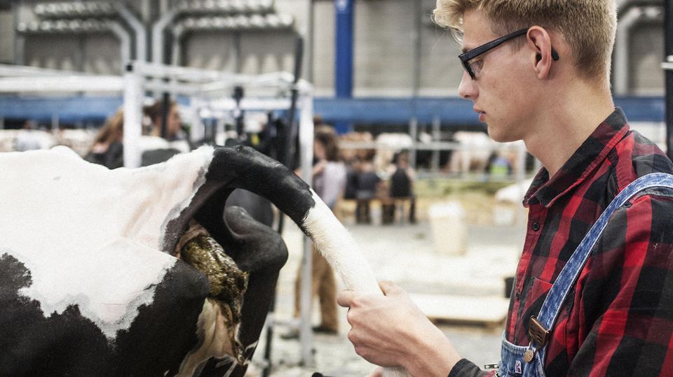 Landwirtschaft : Das Tier als Berufung: Helfer Franz Ziem im Kampf gegen die Kuhverschmutzung Das Tier als Berufung: Helfer Franz Ziem im Kampf gegen die Kuhverschmutzung