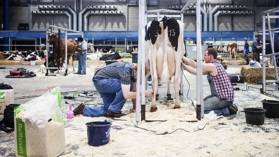 Landwirtschaft : Vor dem Finale: Die Cow-Fitter Jonas Melbaum und Pat Lundy scheren Lady Gagas Fell Vor dem Finale: Die Cow-Fitter Jonas Melbaum und Pat Lundy scheren Lady Gagas Fell