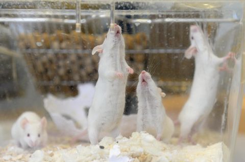 labormäuse münster tierquälerei