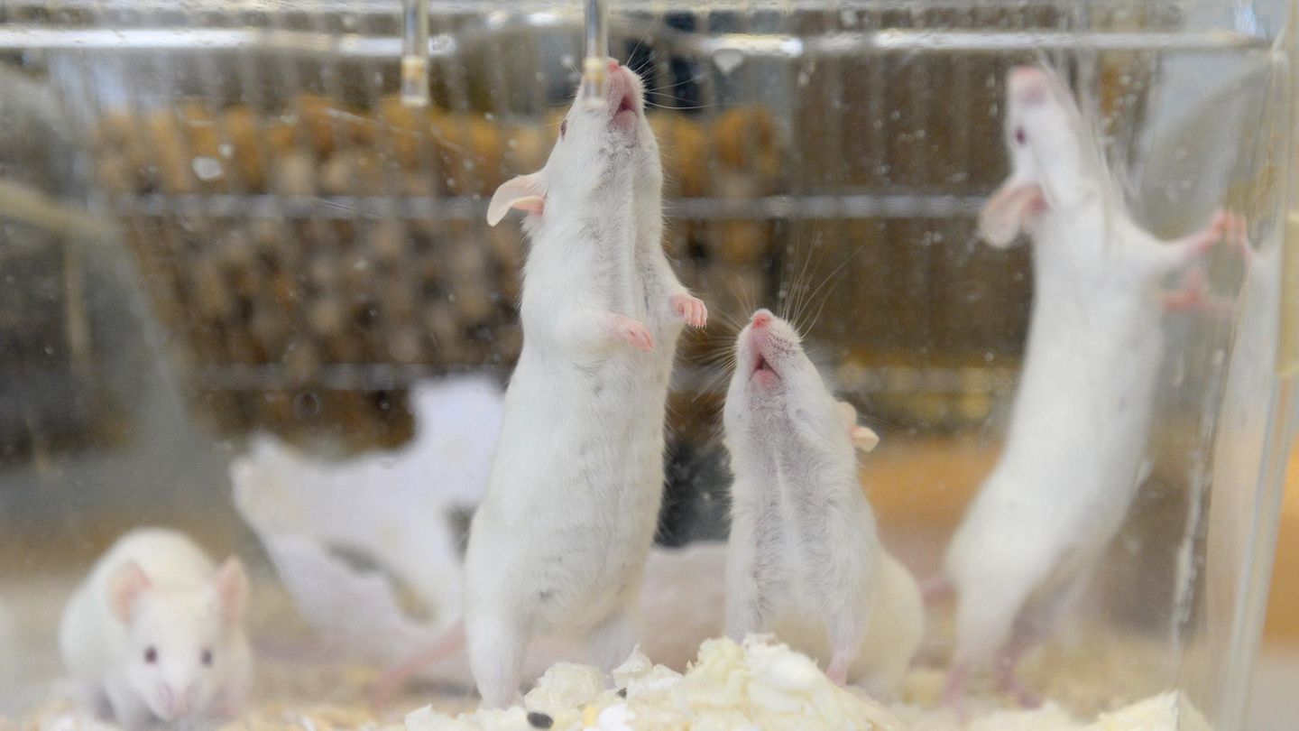 labormäuse münster tierquälerei