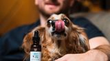 "Es gibt keine Studien mit Hunden oder Katzen und schon gar keine mit Meerschweinchen oder anderen Arten", sagt der Vorsitzende des Tierärzteverbandes in Kalifornien, Ken Pawlowski. "Deshalb weiß ich nicht, welchen möglichen Nutzen es hat, wenn es überhaupt einen gibt." Für eine Besserung der Symptome, wie sie einige Tierhalter bei ihren Lieblingen feststellen, hat er eine einfache Erklärung: "Dem Hund kann es auch gut gehen, weil er high ist."