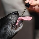 Labradorhündin Cayley bekommt von ihrem Herrchen jeden Morgen medizinisches Hanf verabreicht. Mit einer Pipette tropft Brett Hartmann das Öl auf die Zunge seiner Hündin. "Seit ich ihr den Marihuanaextrakt gebe, ist ihre Trennungsangst verschwunden", erklärt der 30-Jährige, der in der Nähe von Los Angeles wohnt. Er ist einer von...