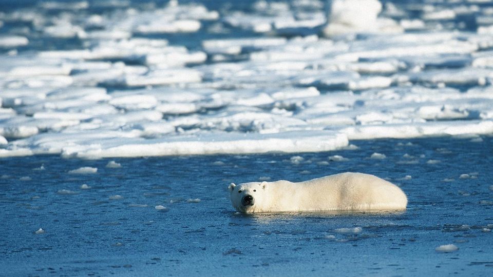 Ein Eisbär in der Hudson Bay vor der kandadischen Kleinstadt Churchill
