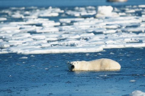 Ein Eisbär in der Hudson Bay vor der kandadischen Kleinstadt Churchill