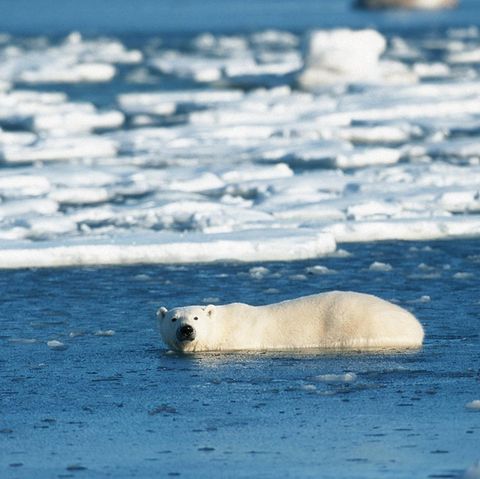Ein Eisbär in der Hudson Bay vor der kandadischen Kleinstadt Churchill