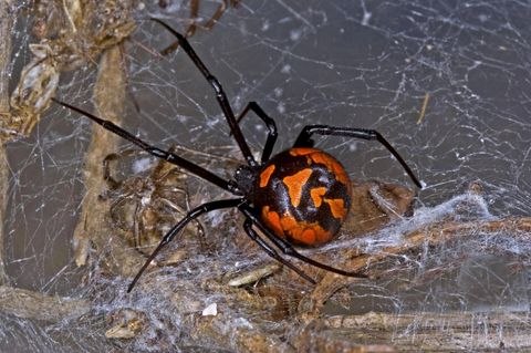 Eine Britin hat in einer Trauben-Packung eine Spinne entdeckt. Höchstwahrscheinlich ist es eine Schwarze Witwe.
