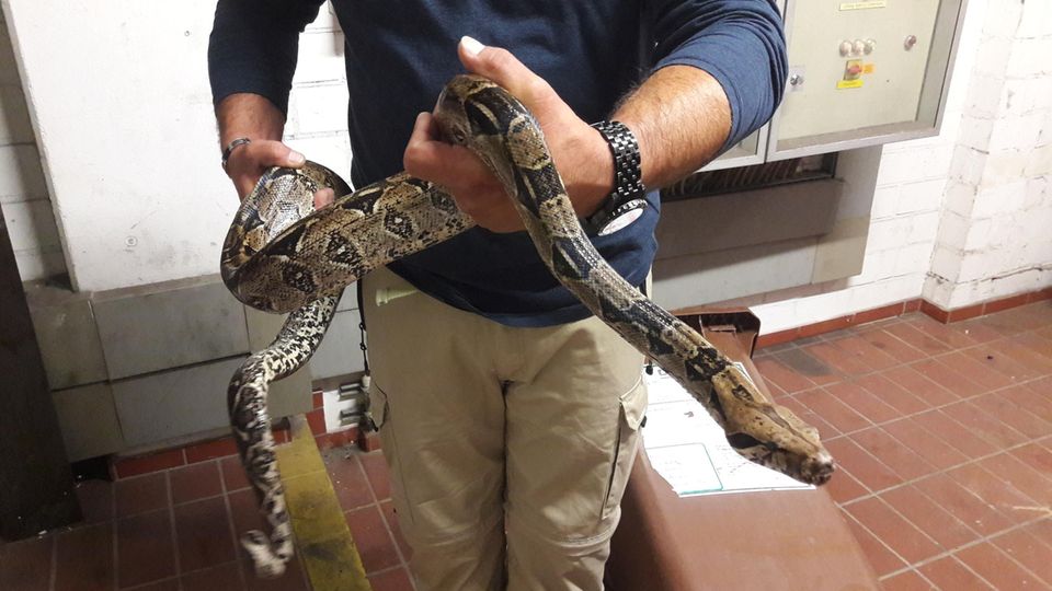 nachrichten deutschland - boa constrictor witten nachrichten deutschland - boa constrictor witten