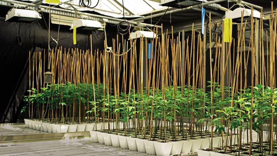 Cannabis-Anbau: Dope für Deutschland: Hanfpflanzen im Hochsicherheitsgewächshaus in Wien Dope für Deutschland: Hanfpflanzen im Hochsicherheitsgewächshaus in Wien