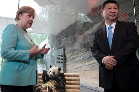 Panda-Diplomatie: Angela Merkel, Xi Jinping mit Panda-Bär im Berliner Zoo