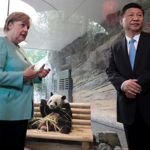 Panda-Diplomatie: Angela Merkel, Xi Jinping mit Panda-Bär im Berliner Zoo