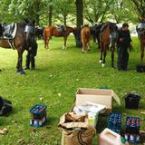 Pferde der Reiterstaffel der Polizei stehen am Freitag auf der Moorweide (Park) in Hamburg