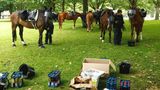 Pferde der Reiterstaffel der Polizei stehen am Freitag auf der Moorweide (Park) in Hamburg