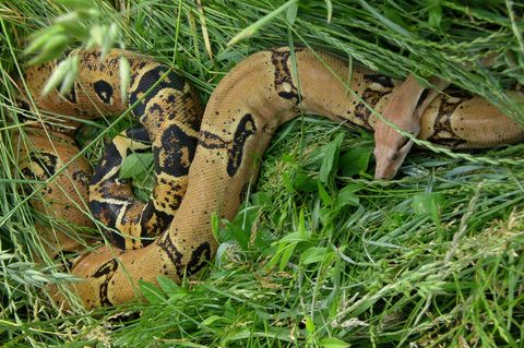 Boa Constrictor
