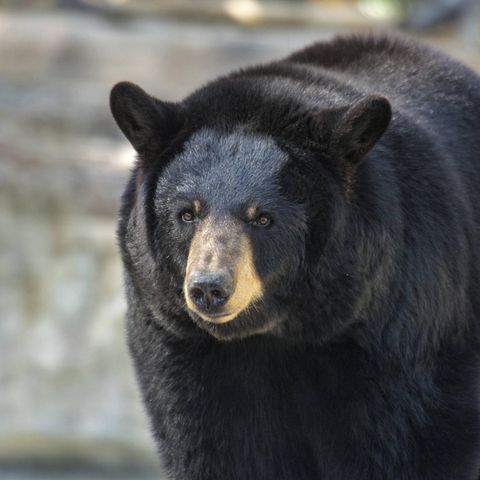 Ein Schwarzbär