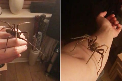 Bananenspinne: Mann lässt hochgiftige Wanderspinne auf Arm krabbeln