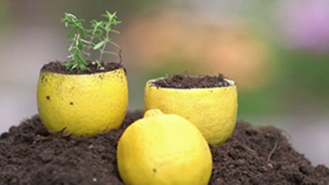 Halbe Zitronen mit Erde gefüllt. Aus einer wächst eine kleine Pflanze.