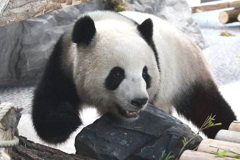 Panda-Dame Meng Meng spaziert durch ihr Innengehege im Berliner Zoo