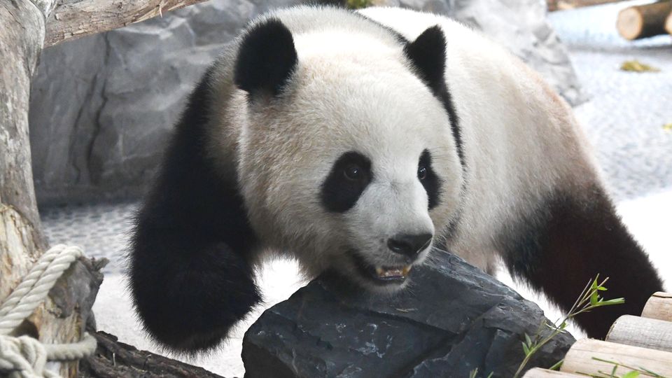Panda-Dame Meng Meng spaziert durch ihr Innengehege im Berliner Zoo