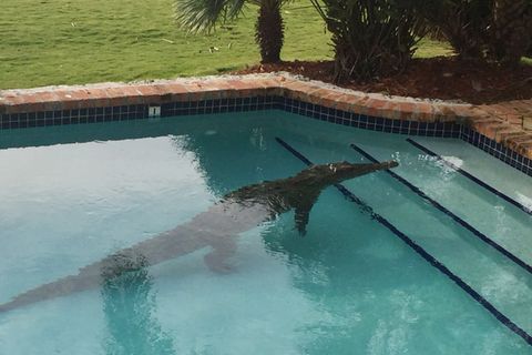 Krokodil liegt in einem Swimmingpool. In Mexiko ist ein Mann beim Baden angegriffen worden (Symbolbild)