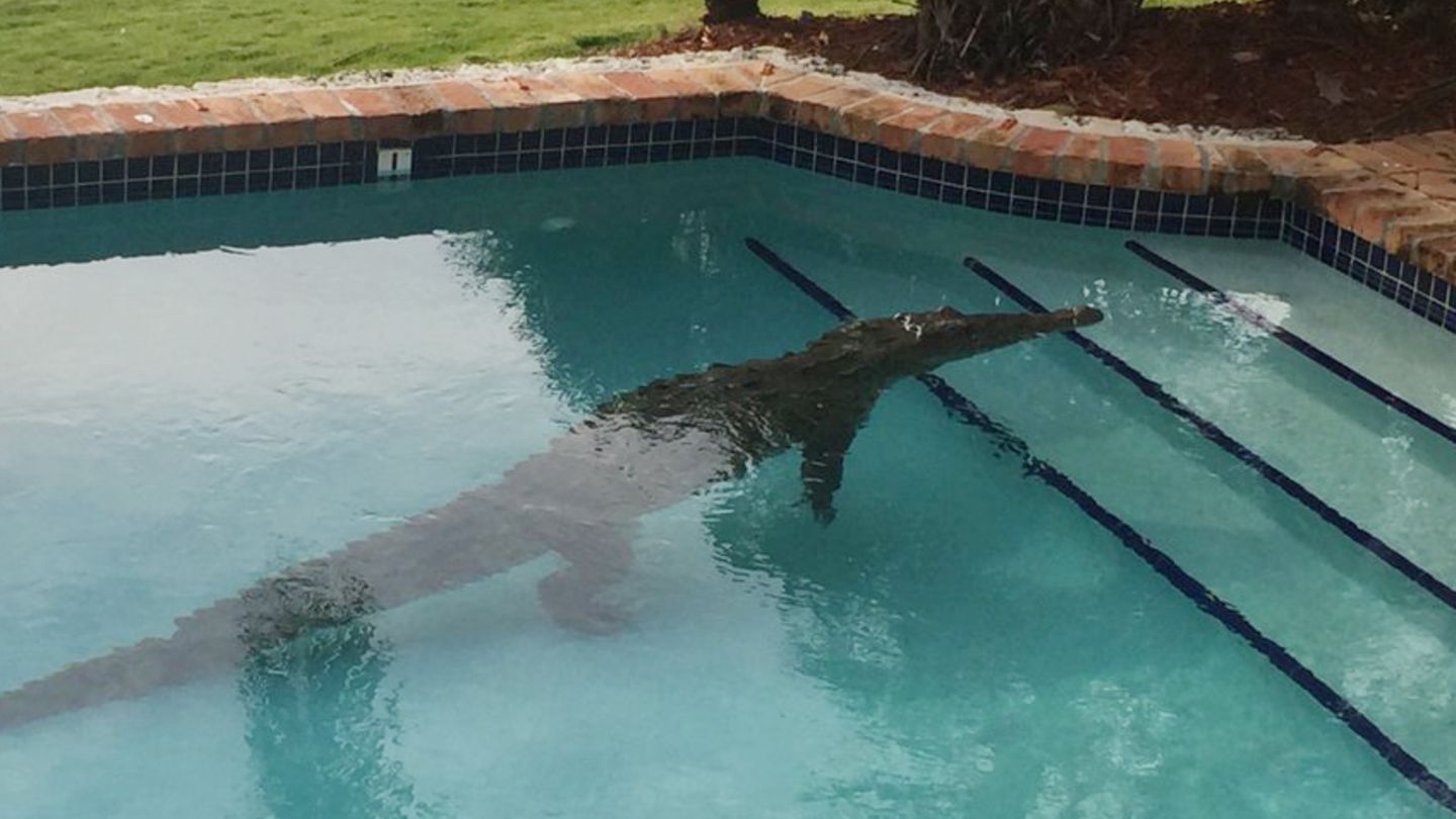 Krokodil liegt in einem Swimmingpool. In Mexiko ist ein Mann beim Baden angegriffen worden (Symbolbild)