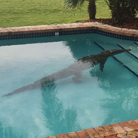 Krokodil liegt in einem Swimmingpool. In Mexiko ist ein Mann beim Baden angegriffen worden (Symbolbild)