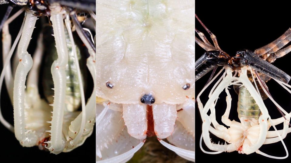 Spinne verlässt Außenskelett Spinne verlässt Außenskelett