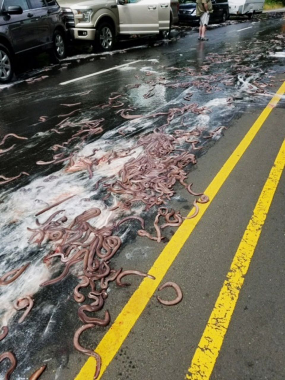Die glitschige Fracht sorgte prompt für einen Unfall auf dem Highway in Oregon Die glitschige Fracht sorgte prompt für einen Unfall auf dem Highway in Oregon