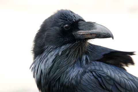 Tierisch intelligent: Raben